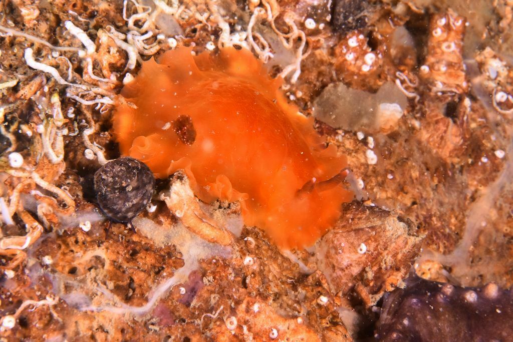 Dendrodoris temarana - Photo (c) xavi salvador costa, all rights reserved