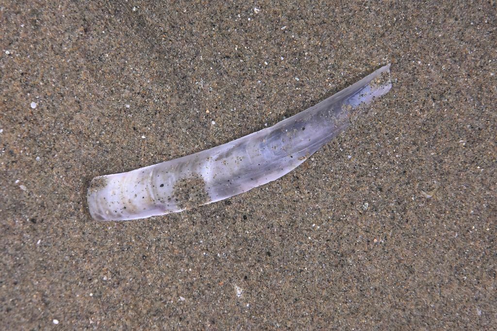 Ensis ensis - Photo (c) xavi salvador costa, all rights reserved