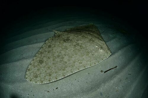 Gymnura altavela - Photo (c) xavi salvador costa, all rights reserved