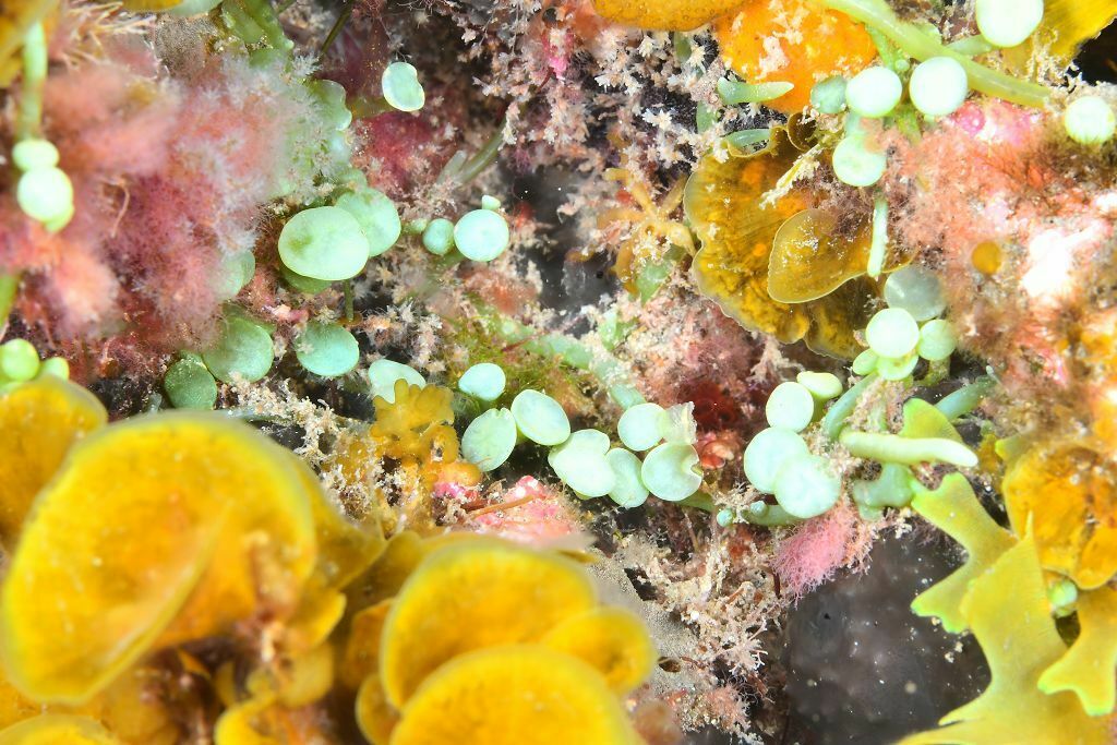 Caulerpa chemnitzia - Photo (c) xavi salvador costa, all rights reserved