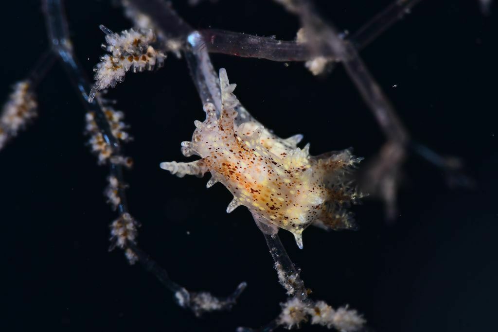 Okenia polycerelloides - Photo (c) xavi salvador costa, all rights reserved