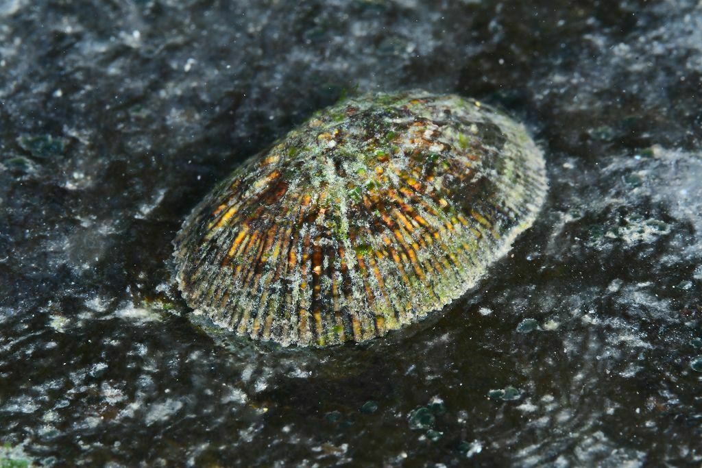 Siphonaria pectinata - Photo (c) xavi salvador costa, all rights reserved