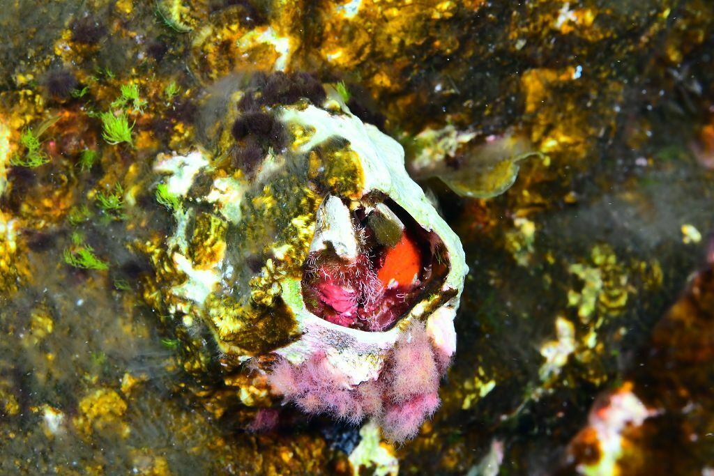 Megabalanus azoricus - Photo (c) xavi salvador costa, all rights reserved
