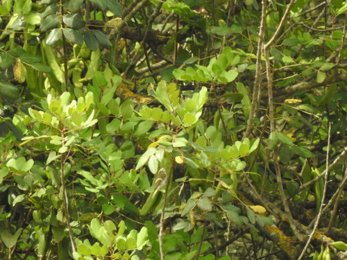 Hippolais polyglotta - Photo (c) mestralet, some rights reserved (CC BY-NC)
