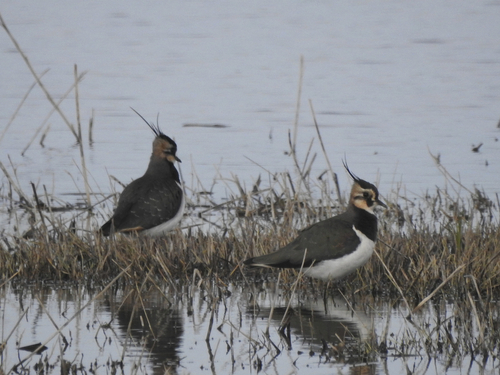 Vanellus vanellus - Photo (c) mestralet, some rights reserved (CC BY-NC)