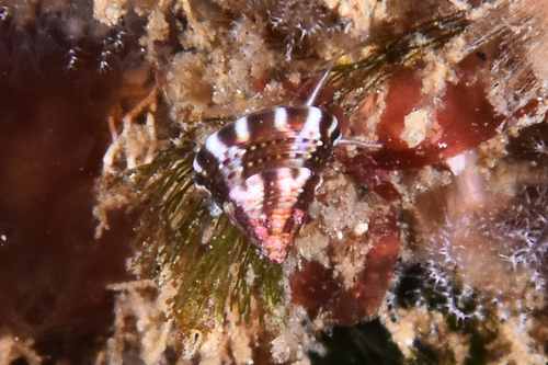 Calliostoma laugieri - Photo (c) xavi salvador costa, all rights reserved