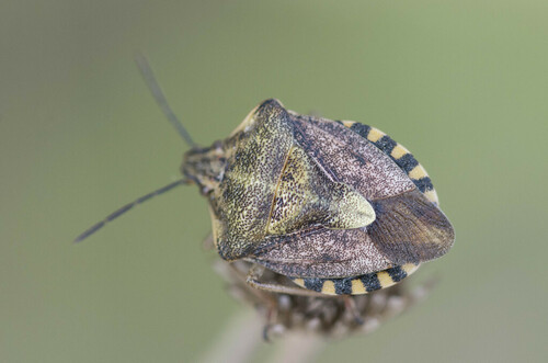 Carpocoris pudicus - Photo (c) piripip, some rights reserved (CC BY-NC)