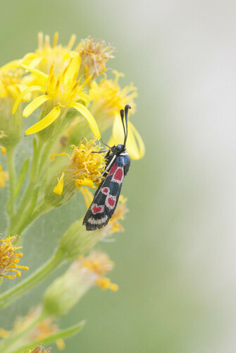 Zygaena occitanica - Photo (c) piripip, some rights reserved (CC BY-NC)