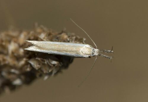 Pleurota aristella - Photo (c) piripip, some rights reserved (CC BY-NC)