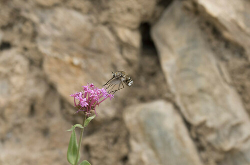 Bombylius cruciatus - Photo (c) piripip, some rights reserved (CC BY-NC)