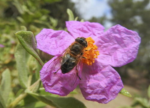 Eristalis similis - Photo (c) piripip, some rights reserved (CC BY-NC)