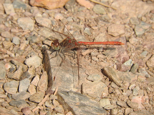 Sympetrum sinaiticum - Photo (c) piripip, some rights reserved (CC BY-NC)