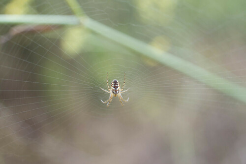 Mangora acalypha - Photo (c) piripip, some rights reserved (CC BY-NC)