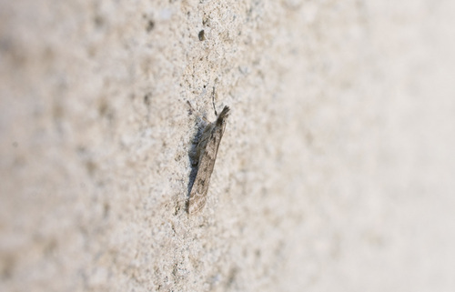 Eudonia angustea - Photo (c) piripip, some rights reserved (CC BY-NC)