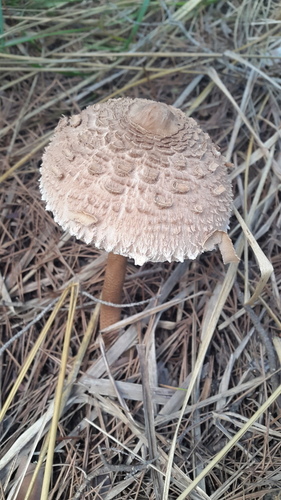 Macrolepiota procera - Photo (c) piripip, some rights reserved (CC BY-NC)
