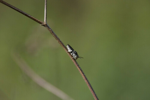 Coelioxys - Photo (c) piripip, some rights reserved (CC BY-NC)