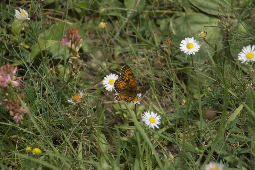 Melitaea celadussa - Photo (c) piripip, some rights reserved (CC BY-NC)
