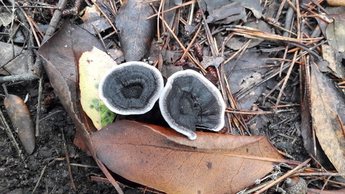 Phellodon niger - Photo (c) piripip, some rights reserved (CC BY-NC)