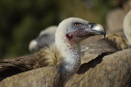 Gyps fulvus - Photo (c) patopi, some rights reserved (CC BY-NC-SA), uploaded by Cristina
