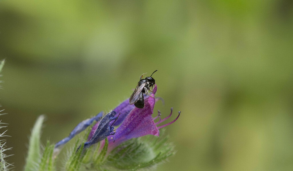 Ceratina cucurbitina - Photo (c) piripip, some rights reserved (CC BY-NC)