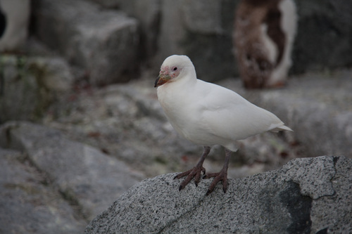 Chionis albus - Photo (c) Bernat Garrigós, some rights reserved (CC BY-NC)
