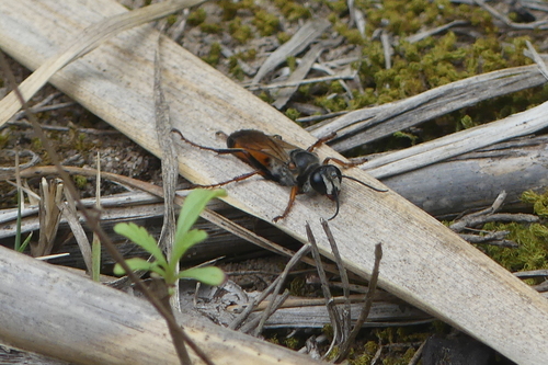 Sphex funerarius - Photo (c) mediambient_ajelprat, some rights reserved (CC BY-NC)