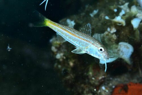 Mullus barbatus - Photo (c) xavi salvador costa, all rights reserved