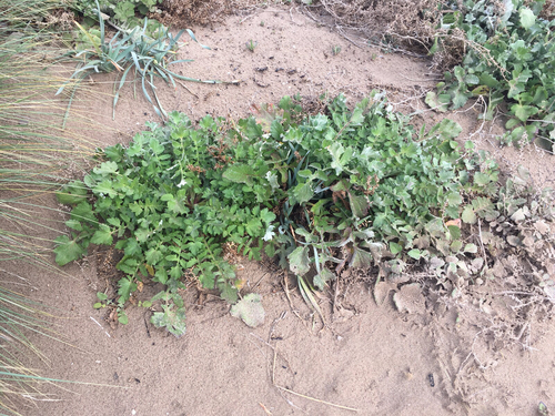 Arctotheca calendula - Photo (c) Andrea Comaposada, some rights reserved (CC BY-NC)
